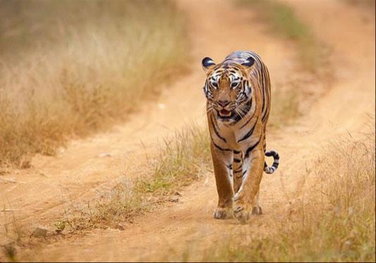 Poaching at all-time high, but tiger numbers still rose